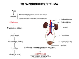 ΤΟ ΟΥΡΟΠΟΙΗΤΙΚΟ ΣΥΣΤΗΜΑ 
Αίμα 
Νεφροί 
Φιλτράρισμα 
-Κατακράτηση άχρηστων ουσιών από το αίμα 
- Ρύθμιση ποσότητας νερού του οργανισμού 
Δημιουργία ούρων 
Ουρητήρες 
Ουροδόχος κύστη 
Ουρήθρα 
Κόλπος ή πέος 
Ασθένεια ουροποιητικού συστήματος 
Ουρολοίμωξη 
(συχνότερα στη γυναίκα) 
Νεφρική αρτηρία 
Νεφρική φλέβα 
νεφροί 
ουρητήρες 
ουροδόχος κύστη 
ουρήθρα 
Δημήτρης Καρατζάς, Βιολόγος, Msc, 
Υποψήφιος Διδάκτορας 
 