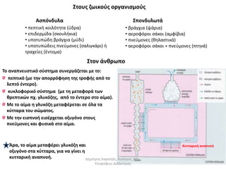 Στους ζωικούς οργανισμούς 
Ασπόνδυλα Σπονδυλωτά 
• πεπτική κοιλότητα (ύδρα) 
• επιδερμίδα (σκουλήκια) 
• υποτυπώδη βράγχια (μύδι) 
• υποτυπώδεις πνεύμονες (σαλιγκάρι) ή 
τραχείες (έντομα) 
• βράγχια (ψάρια) 
• αεροφόροι σάκοι (αμφίβια) 
• πνεύμονες (θηλαστικά) 
• αεροφόροι σάκοι + πνεύμονες (πτηνά) 
Στον άνθρωπο 
Το αναπνευστικό σύστημα συνεργάζεται με το: 
πεπτικό (με την απορρόφηση της τροφής από το 
λεπτό έντερο). 
κυκλοφορικό σύστημα (με τη μεταφορά των 
θρεπτικών πχ. γλυκόζης, από το έντερο στο αίμα). 
Με το αίμα η γλυκόζη μεταφέρεται σε όλα τα 
κύτταρα του σώματος. 
Με την εισπνοή εισέρχεται οξυγόνο στους 
πνεύμονες και φυσικά στο αίμα. 
Άρα, το αίμα μεταφέρει γλυκόζη και Κυτταρική αναπνοή 
οξυγόνο στα κύτταρα, για να γίνει η 
κυτταρική αναπνοή. Δημήτρης Καρατζάς, Βιολόγος, Msc, 
Υποψήφιος Διδάκτορας 
 