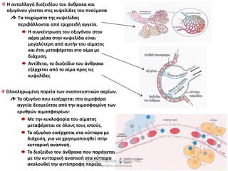 H ανταλλαγή διοξειδίου του άνθρακα και 
οξυγόνου γίνεται στις κυψελίδες του πνεύμονα 
Τα τοιχώματα της κυψελίδας 
περιβάλλονται από τριχοειδή αγγεία. 
Η συγκέντρωση του οξυγόνου στον 
αέρα μέσα στην κυψελίδα είναι 
μεγαλύτερη από αυτήν του αίματος 
και έτσι μεταφέρεται στο αίμα με 
διάχυση. 
Αντίθετα, το διοξείδιο του άνθρακα 
εξέρχεται από το αίμα προς τις 
κυψελίδες 
Ολοκληρωμένη πορεία των αναπνευστικών αερίων. 
Το οξυγόνο που εισέρχεται στα αιμοφόρα 
αγγεία δεσμεύεται από την αιμοσφαιρίνη των 
ερυθρών αιμοσφαιρίων: 
Με την κυκλοφορία του αίματος 
μεταφέρεται σε όλους τους ιστούς. 
Το οξυγόνο εισέρχεται στα κύτταρα με 
διάχυση, για να χρησιμοποιηθεί στην 
κυτταρική αναπνοή. 
Το διοξείδιο του άνθρακα που παράγεται 
με την κυτταρική αναπνοή στα κύτταρα 
ακολουθεί την αντίστροφη πορεία. 
Δημήτρης Καρατζάς, Βιολόγος, Msc, 
Υποψήφιος Διδάκτορας 
 