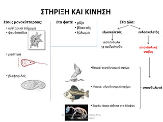 ΣΤΗΡΙΞΗ ΚΑΙ ΚΙΝΗΣΗ 
Στους μονοκύτταρους: 
• κυτταρικό τοίχωμα 
• ψευδοπόδια 
• μαστίγια 
• βλεφαρίδες 
Στα φυτά: • ρίζα 
• βλαστός 
• ξύλωμα 
Στα ζώα: 
εξωσκελετός ενδοσκελετός 
ασπόνδυλα 
πχ αρθρόποδα 
σπονδυλική 
στήλη 
σπονδυλωτά 
•Πτηνά: αεροδυναμικό σχήμα 
• Ψάρια: υδροδυναμικό σχήμα 
• Ξηράς: άκρα κάθετα στο έδαφος 
Δημήτρης Καρατζάς, Βιολόγος, Msc, 
Υποψήφιος Διδάκτορας 
 