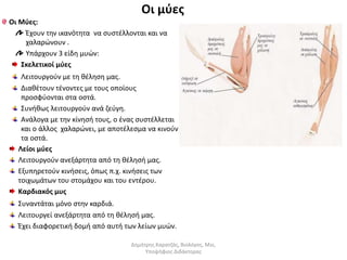 Οι μύες 
Οι Μύες: 
Έχουν την ικανότητα να συστέλλονται και να 
χαλαρώνουν . 
Υπάρχουν 3 είδη μυών: 
Σκελετικοί μύες 
Λειτουργούν με τη θέληση μας. 
Διαθέτουν τένοντες με τους οποίους 
προσφύονται στα οστά. 
Συνήθως λειτουργούν ανά ζεύγη. 
Ανάλογα με την κίνησή τους, ο ένας συστέλλεται 
και ο άλλος χαλαρώνει, με αποτέλεσμα να κινούν 
τα οστά. 
Λείοι μύες 
Λειτουργούν ανεξάρτητα από τη θέλησή μας. 
Εξυπηρετούν κινήσεις, όπως π.χ. κινήσεις των 
τοιχωμάτων του στομάχου και του εντέρου. 
Καρδιακός μυς 
Συναντάται μόνο στην καρδιά. 
Λειτουργεί ανεξάρτητα από τη θέλησή μας. 
Έχει διαφορετική δομή από αυτή των λείων μυών. 
Δημήτρης Καρατζάς, Βιολόγος, Msc, 
Υποψήφιος Διδάκτορας 
 