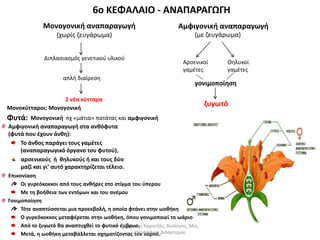 6o ΚΕΦΑΛΑΙΟ - ΑΝΑΠΑΡΑΓΩΓΗ 
Αμφιγονική αναπαραγωγή 
(με ζευγάρωμα) 
Αρσενικοί 
γαμέτες 
Θηλυκοί 
γαμέτες 
γονιμοποίηση 
ζυγωτό 
Μονογονική αναπαραγωγή 
(χωρίς ζευγάρωμα) 
Διπλασιασμός γενετικού υλικού 
απλή διαίρεση 
2 νέα κύτταρα 
Μονοκύτταροι: Μονογονική 
Φυτά: Μονογονική πχ «μάτια» πατάτας και αμφιγονική 
Αμφιγονική αναπαραγωγή στα ανθόφυτα 
(φυτά που έχουν άνθη): 
Το άνθος παράγει τους γαμέτες 
(αναπαραγωγικό όργανο του φυτού), 
αρσενικούς ή θηλυκούς ή και τους δύο 
μαζί και γι’ αυτό χαρακτηρίζεται τέλειο. 
Επικονίαση 
Οι γυρεόκοκκοι από τους ανθήρες στο στίγμα του ύπερου 
Με τη βοήθεια των εντόμων και του ανέμου 
Γονιμοποίηση 
Τότε αναπτύσσεται μια προεκβολή, η οποία φτάνει στην ωοθήκη 
Ο γυρεόκοκκος μεταφέρεται στην ωοθήκη, όπου γονιμοποιεί το ωάριο 
Από το ζυγωτό θα αναπτυχθεί το φυτικό έμβρυο. 
Μετά, η ωοθήκη μεταβάλλεται σχηματίζοντας τον καρπό. 
Δημήτρης Καρατζάς, Βιολόγος, Msc, 
Υποψήφιος Διδάκτορας 
 