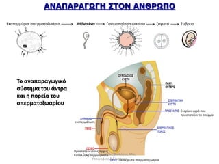 ΑΝΑΠΑΡΑΓΩΓΗ ΣΤΟΝ ΑΝΘΡΩΠΟ 
Εκατομμύρια σπερματοζωάρια Μόνο ένα Γονιμοποίηση ωαρίου ζυγωτό έμβρυο 
Προστατεύει τους όρχεις 
Κατάλληλη θερμοκρασία 
Περιέχει τα σπερματοζωάρια 
Εκκρίνει υγρό που 
προστατεύει το σπέρμα 
εκσπερμάτωση 
Το αναπαραγωγικό 
σύστημα του άντρα 
και η πορεία του 
σπερματοζωαρίου 
Δημήτρης Καρατζάς, Βιολόγος, Msc, 
Υποψήφιος Διδάκτορας 
 