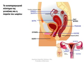 Το αναπαραγωγικό 
σύστημα της 
γυναίκας και η 
πορεία του ωαρίου 
Περιέχει ανώριμα ωάρια 
ώριμο 
ανώριμο 
ωορρηξία 
Αγονιμοποίητο (έμμηνη ρήση) 
Δημήτρης Καρατζάς, Βιολόγος, Msc, 
Υποψήφιος Διδάκτορας 
 