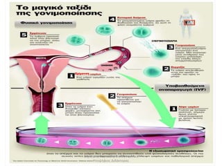 Ωρίμανση 
Δημήτρης Καρατζάς, Βιολόγος, Msc, 
Υποψήφιος Διδάκτορας 
 