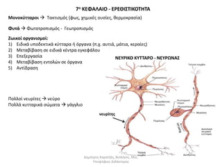 7ο ΚΕΦΑΛΑΙΟ - ΕΡΕΘΙΣΤΙΚΟΤΗΤΑ 
Μονοκύτταροι  Τακτισμός (φως, χημικές ουσίες, θερμοκρασία) 
Φυτά  Φωτοτροπισμός - Γεωτροπισμός 
Ζωικοί οργανισμοί: 
1) Ειδικά υποδεκτικά κύτταρα ή όργανα (π.χ. αυτιά, μάτια, κεραίες) 
2) Μεταβίβαση σε ειδικά κέντρα εγκεφάλου 
3) Επεξεργασία 
4) Μεταβίβαση εντολών σε όργανα 
5) Αντίδραση 
ΝΕΥΡΙΚΟ ΚΥΤΤΑΡΟ - ΝΕΥΡΩΝΑΣ 
Πολλοί νευρίτες  νεύρο 
Πολλά κυτταρικά σώματα  γάγγλιο 
νευρίτης 
Δημήτρης Καρατζάς, Βιολόγος, Msc, 
Υποψήφιος Διδάκτορας 
 