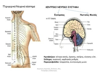 Ημισφαίρια: κέντρα ακοής, όρασης, σκέψης, κίνησης κ.λπ. 
Στέλεχος: αναπνοή, καρδιακός ρυθμός 
Παρεγκεφαλίδα: Ισορροπία, συντονισμός μυών 
Δημήτρης Καρατζάς, Βιολόγος, Msc, 
Υποψήφιος Διδάκτορας 
 