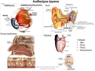 Αισθητήρια όργανα 
Οφθαλμός Αυτί 
Ρινική κοιλότητα 
Γλώσσα 
Φακός 
Αμφιβληστροειδής χιτώνας 
Οπτικό 
νεύρο 
τύμπανο 
+ Δέρμα 
• Αφή 
• Πίεση 
• Πόνος 
• Θερμοκρασία 
Δημήτρης Καρατζάς, Βιολόγος, Msc, 
Υποψήφιος Διδάκτορας 
