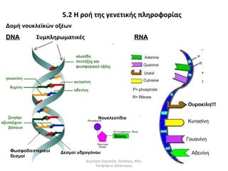 5.2 Η ροή της γενετικής πληροφορίας 
Δομή νουκλεϊκών οξέων 
DDNNAA RRNNAA 
Ουρακίλη!!! 
Κυτοσίνη 
Γουανίνη 
Αδενίνη 
Νουκλεοτίδιο 
Βάση 
Συμπληρωματικές 
Φωσφοδιεστερικοί 
δεσμοί 
Δεσμοί υδρογόνου 
Δημήτρης Καρατζάς, Βιολόγος, MSc, 
Υποψήφιος Διδάκτορας 
 