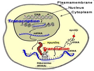 r 
πρωτεΐνη 
αμινόξύ 
Δημήτρης Καρατζάς, Βιολόγος, MSc, 
Υποψήφιος Διδάκτορας 
 