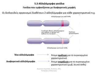 5.3 Αλληλόμορφα γονίδια 
Γονίδια που εμφανίζονται με διαφορετικές μορφές 
Οι διπλοειδείς οργανισμοί διαθέτουν 2 αλληλόμορφα για κάθε χαρακτηριστικό π.χ. 
Ίδια αλληλόμορφα 
Διαφορετικά αλληλόμορφα 
Άτομο ομόζυγο για το συγκεκριμένο 
χαρακτηριστικό 
Άτομο ετερόζυγο για το συγκεκριμένο 
χαρακτηριστικό (μωβ, λευκά άνθη) 
Δημήτρης Καρατζάς, Βιολόγος, MSc, 
Υποψήφιος Διδάκτορας 
 