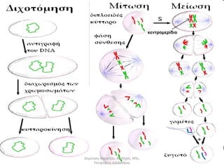 κεντρομερίδιο 
Δημήτρης Καρατζάς, Βιολόγος, MSc, 
Υποψήφιος Διδάκτορας 
 