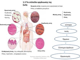 κύτταρο 
Ιστός 
Όργανο 
Νευρικός ιστός: νευρώνες και νευρογλοιακά κύτταρα 
Ρόλος: μεταβίβαση μηνυμάτων 
Σύστημα οργάνων 
Οργανισμός 
Σκελετικός ιστός 
Επιθηλιακός Ιστός: (πχ επιδερμίδα, βλεννογόνοι) 
Ρόλος: προστασία , απορρόφηση ουσιών 
Καρδιακός ιστός 
Λείος ιστός 
Ερειστικός ιστός: 
•Συνδετικός 
•Χόνδρινος 
•Οστίτης 
Μυϊκός ιστός 
•Σκελετικός 
•Καρδιακός 
•Λείος 
1.3 Τα επίπεδα οργάνωσης της 
ζωής 
Δημήτρης Καρατζάς, Βιολόγος, MSc, 
Υποψήφιος Διδάκτορας 
 