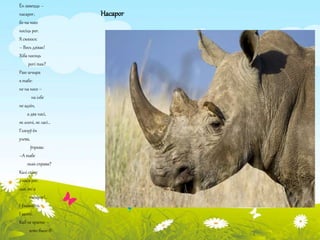 Насарог 
Ён завецца – 
насарог, 
бо на носе 
носіць рог. 
Я смяюся: 
– Вось дзівак! 
Хіба носяць 
рогі так? 
Раю шчыра 
я табе: 
не на носе – 
на ілбе 
не адзін, 
а два насі, 
як алені, як ласі… 
Глянуў ён 
улева, 
ўправа: 
–А табе 
якая справа? 
Калі скіну 
з носа рог, 
дык які я 
насарог!.. 
І ўзлаваўся. 
І засоп. 
Каб не краты – 
што было б! 
 