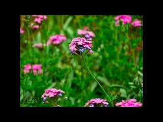 الالوان يا بتوع الجرافيك 