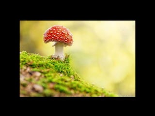 الالوان يا بتوع الجرافيك 