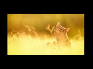 الالوان يا بتوع الجرافيك 