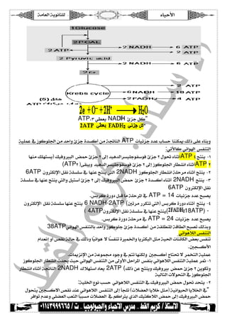 íÚ^ÃÖ]íèçÞ^n×Ö ð^éuù] 
ATP.OêSÃè NADH ôˆqØÒ 
   
íé×ÛÂ»‡çÒç×¢]àÚ‚u]æôˆqì‚ŠÒ_àÚíŸ^ßÖ] ATP l^éñˆqQ‚Âh^Šu ^ßßÓμÔÖƒî×Âð^ßeæ 
:êiù^Òêñ]çC] ‹ËßjÖ] 
^ãßÚÔ×ãjŠèEÔéÊæYfÖ] ˜·ôˆqN±c‚éâ‚Ö]†Šé×qçË‰çÊôˆqNÙçoð^ßm_ATP Psjßè IM 
(ATPNEîÏfèæ ‚éâ‚Ö]†Šé×qçË‰çÊôˆqN±c‡çÒç×¢]…^S=Þ]ð^ßm_ATP N 
6ATP áærÓÖý]ØÏÞí×Š×‰» ^ãßÂsjßè7Ö] 2NADH ‡çÒç×¢]…^S=Þ]í×u†Úð^ßm_sjßè IN 
í×Š×‰»^ãßÂsjßè7Ö]æØéj‰_ôˆqN±cÔéÊæYfÖ]˜· ôˆqNì‚ŠÒ_ð^ßm_ 2NADH sjßè IO 
6ATP áærÓÖý]ØÏÞ 
.‹e†Òì…æQØfÎ^Úí×u†¹]» ATP = 14 l^éñˆqQ‚Âxf’è 
áærÓÖý] ØÏÞí×Š×‰^ãßÂsjßè 6 NADH-2ATP (°i†Ú…†Óji7Ö]E‹e†Òì…æQð^ßm_ sjßè IP 
D 4ATPáærÓÖý]ØÏÞí×Š×‰»^ãßÂsjßè( 18ATP) - 
.‹e†Òì…æQí×u†Ú» ATP = 24 l^éñˆq Q‚Âxf’è 
  38ATPêñ]çC]‹ËßjÖ^e‚u]æ‡çÒç×qôˆqì‚ŠÒ_ àÚíÏ×Sß¹]íÎ^SÖ]xf’iÔÖ„eæ 
êñ]çâøÖ]‹ËßjÖ] 
Ý]‚ÃÞcæ_“ÏÞíÖ^u»ÔÖƒæ^⁄éñ]çâ ÷^⁄ŠËßiìYÛ¤]æ^èrÓfÖ]ØnÚíé£]l^ßñ^ÓÖ]˜Ãe‹Ëßi 
.°rŠÒù] 
.l^μˆÞý]àÚíÂçÛ¥Qçqæ»Üji^ãßÓÖæ °rŠÒ_t^jo÷†Û~jÖ]íé×ÛÂ 
‡çÒç×¢]…^S=Þ]p‚¬oéuêñ]çC]‹ËßjÖ]àÚ±æù]Øu]†¹] ‹Ëßeêñ]çâøÖ]‹ËßjÖ]íé×ÛÂ†³IM 
…^S=Þ]ð^ßm_íŸ^ßÖ] 2NADH Õøãj‰]Q^Ãè 2ATP (ÔÖƒàÂsjßèæÔéÊæYe ˜·ôˆqNàèçÓiæ 
íéÖ^jÖ]l÷çvjÖ]»‡çÒç×¢] 
:íé×¤]ÅçÞgŠu êñ]çâøÖ]‹ËßjÖ]»ÔéÊæYfÖ]˜·Ùço‚vjè IN 
Ùçvjè°rŠÒ÷]“ÏÞ‚ßÂêñ]çâøÖ] ‹ËßjÖ]±c`r×iDlø–ÃÖ]^èø}ØnÚEíéÞ]çé£]^èø¤]» 
 †Ê]çiÝ‚Âæê×–ÃÖ]gÃjÖ]^⁄ffŠÚlø–ÃÖ] »ÜÒ]rèë„Ö]ÔéjÒøÖ]˜·±cÔéÊæYfÖ]˜· 
 