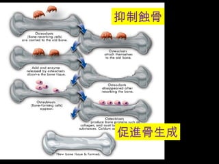 抑制蝕骨 
促進骨生成 
 