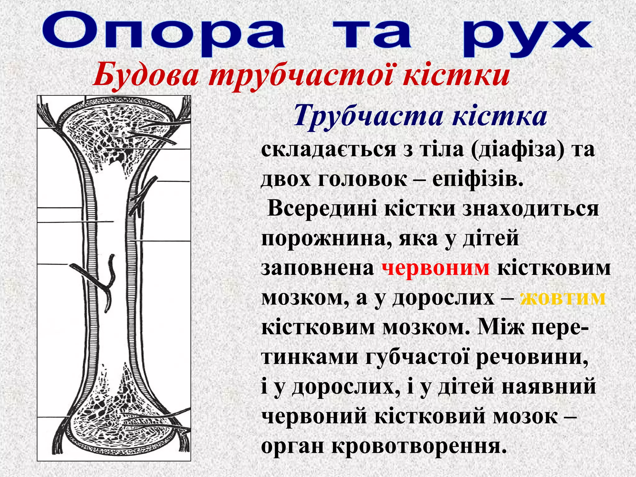 Будова трубчастої кістки 
Трубчаста кістка 
складається з тіла (діафіза) та 
двох головок – епіфізів. 
Всередині кістки знаходиться 
порожнина, яка у дітей 
заповнена червоним кістковим 
мозком, а у дорослих – жовтим 
кістковим мозком. Між пере- 
тинками губчастої речовини, 
і у дорослих, і у дітей наявний 
червоний кістковий мозок – 
орган кровотворення. 
 