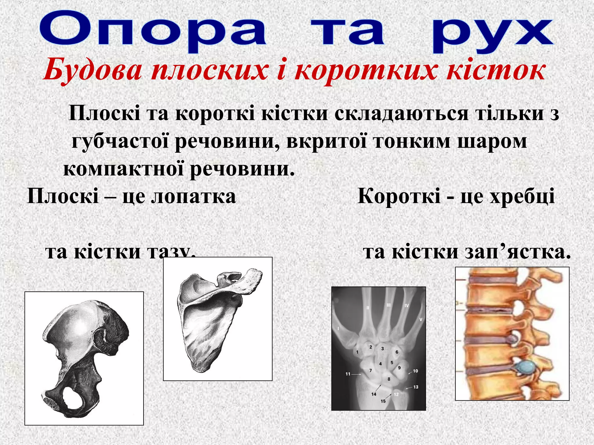 Будова плоских і коротких кісток 
Плоскі та короткі кістки складаються тільки з 
губчастої речовини, вкритої тонким шаром 
компактної речовини. 
Плоскі – це лопатка Короткі - це хребці 
та кістки тазу. та кістки зап’ястка. 
 