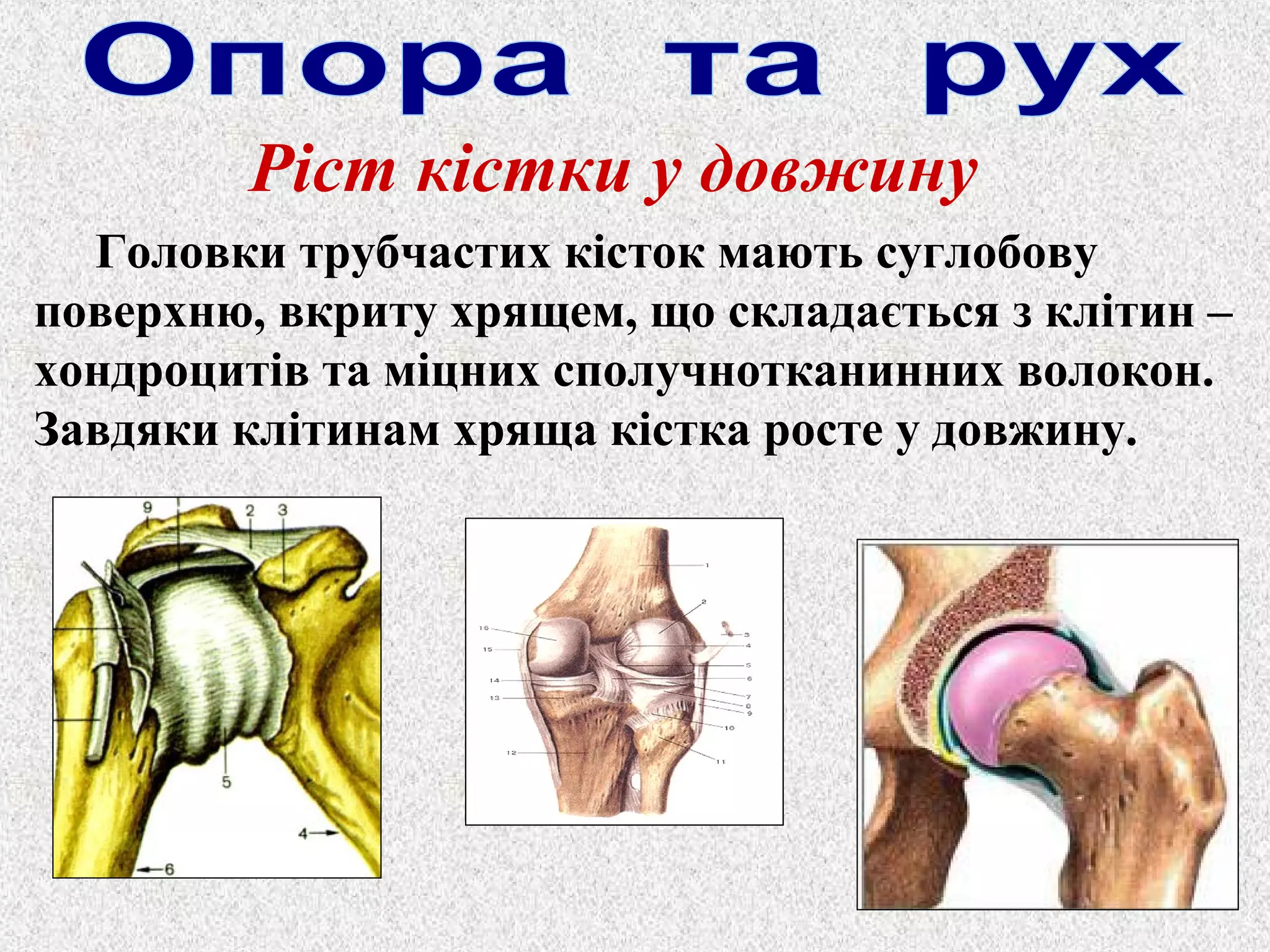 Ріст кістки у довжину 
Головки трубчастих кісток мають суглобову 
поверхню, вкриту хрящем, що складається з клітин – 
хондроцитів та міцних сполучнотканинних волокон. 
Завдяки клітинам хряща кістка росте у довжину. 
 