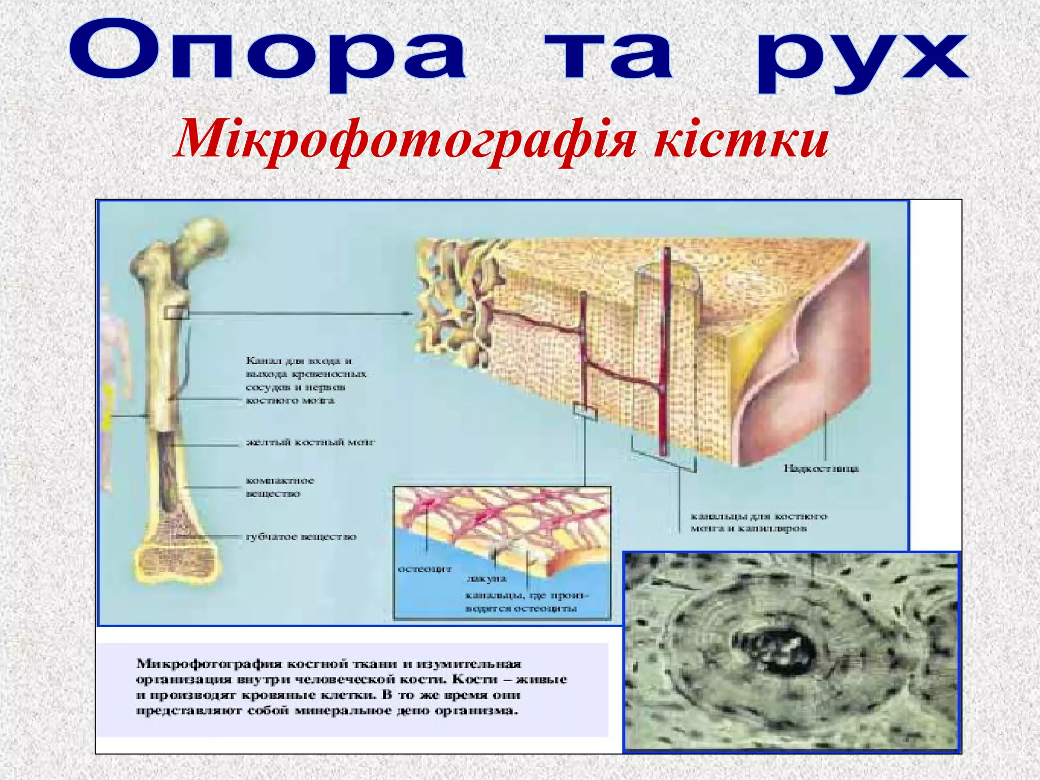 Мікрофотографія кістки 
 