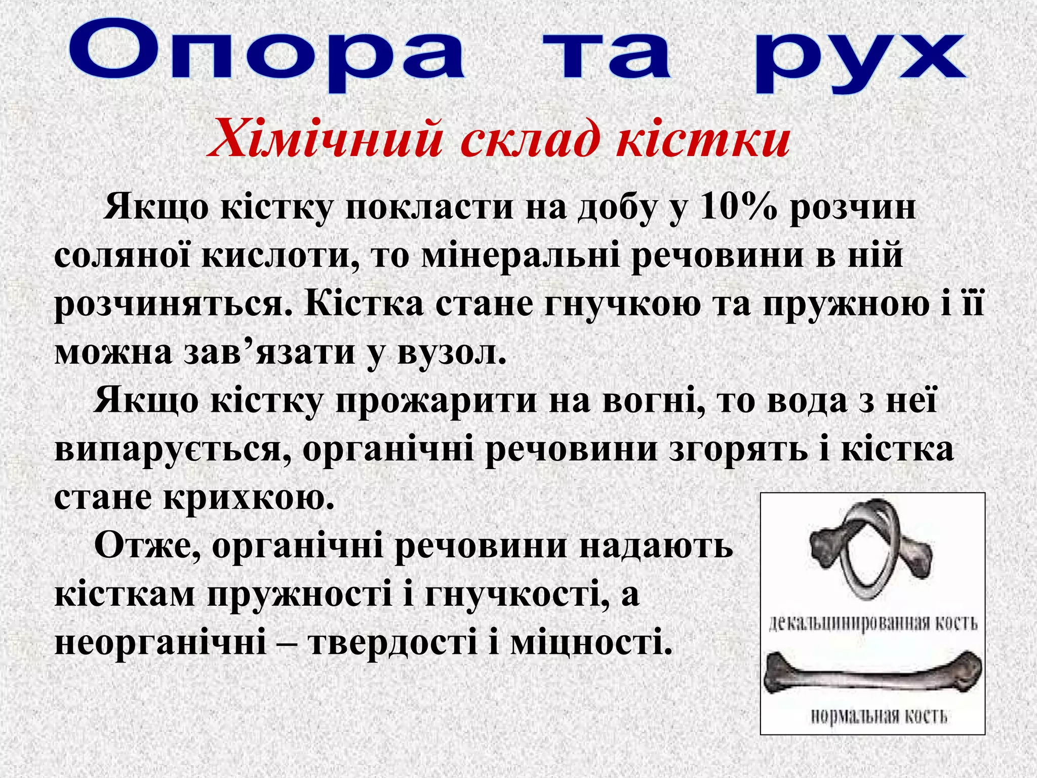 Хімічний склад кістки 
Якщо кістку покласти на добу у 10% розчин 
соляної кислоти, то мінеральні речовини в ній 
розчиняться. Кістка стане гнучкою та пружною і її 
можна зав’язати у вузол. 
Якщо кістку прожарити на вогні, то вода з неї 
випарується, органічні речовини згорять і кістка 
стане крихкою. 
Отже, органічні речовини надають 
кісткам пружності і гнучкості, а 
неорганічні – твердості і міцності. 
 