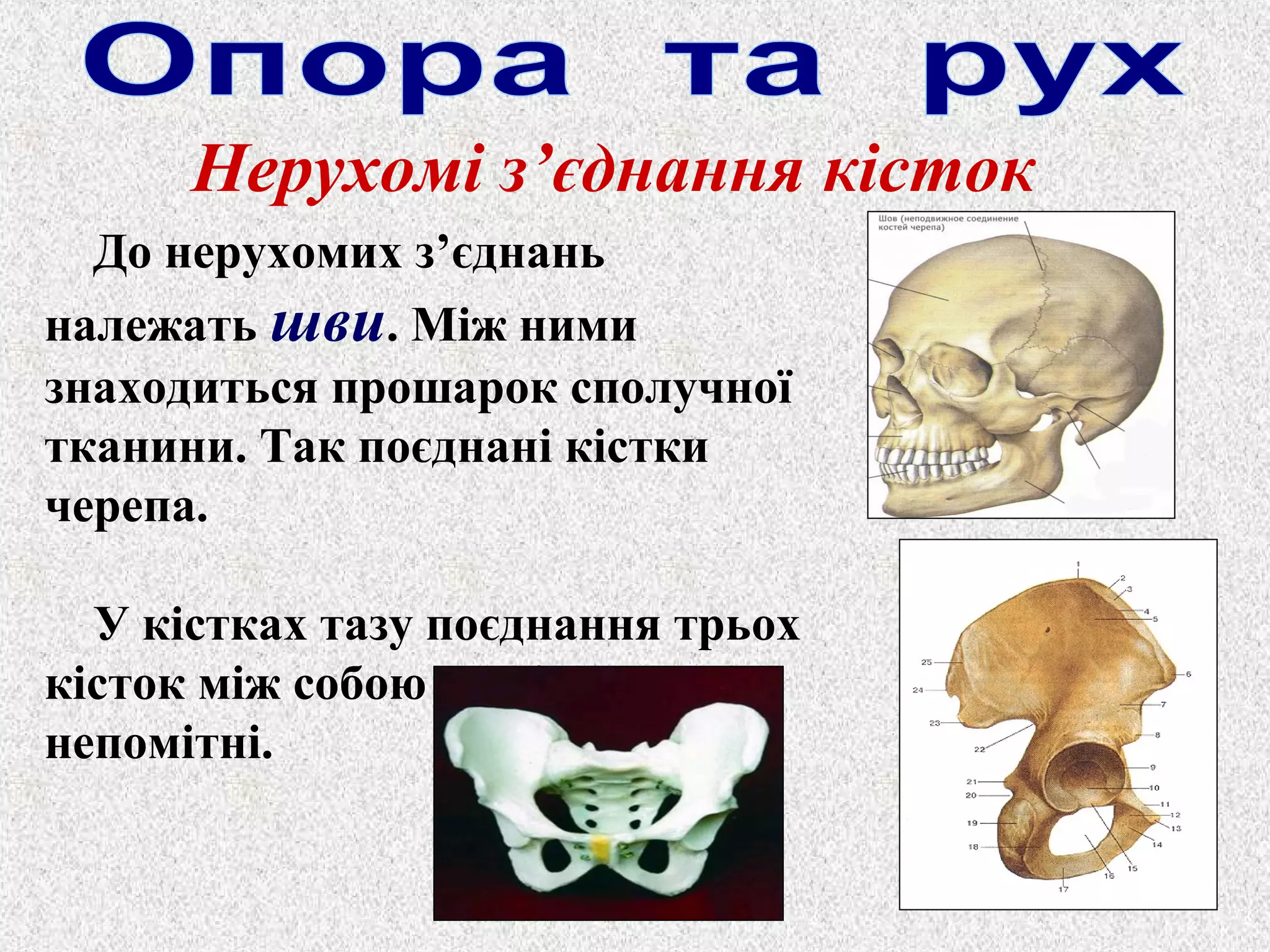 Нерухомі з’єднання кісток 
До нерухомих з’єднань 
належать шви. Між ними 
знаходиться прошарок сполучної 
тканини. Так поєднані кістки 
черепа. 
У кістках тазу поєднання трьох 
кісток між собою зовсім 
непомітні. 
 