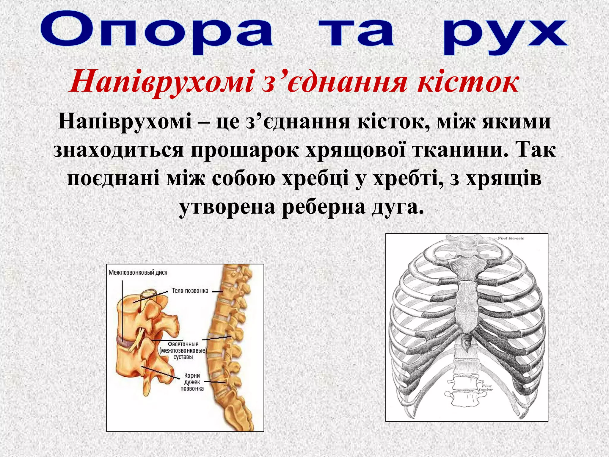 Напіврухомі з’єднання кісток 
Напіврухомі – це з’єднання кісток, між якими 
знаходиться прошарок хрящової тканини. Так 
поєднані між собою хребці у хребті, з хрящів 
утворена реберна дуга. 
 