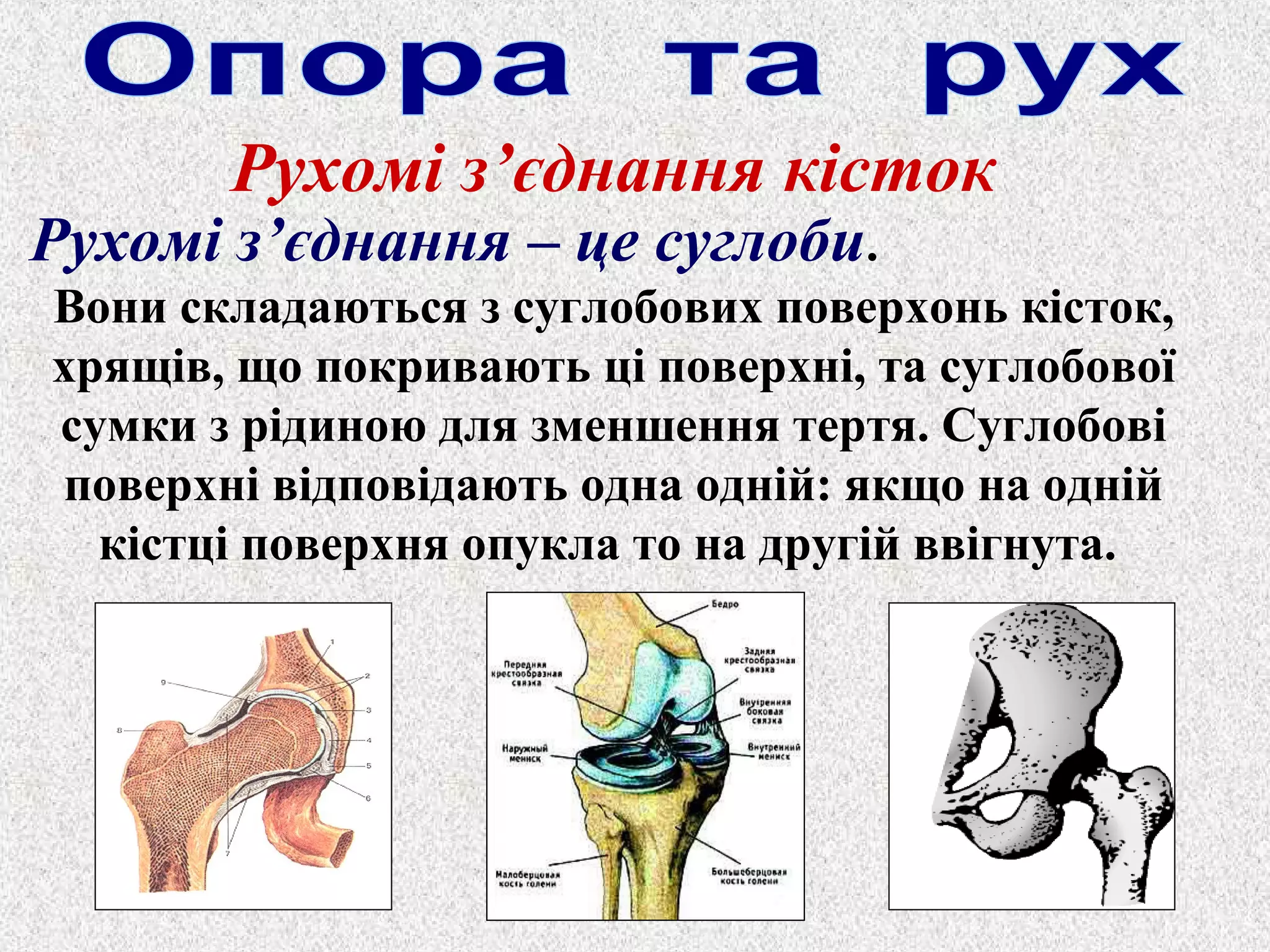 Рухомі з’єднання кісток 
Рухомі з’єднання – це суглоби. 
Вони складаються з суглобових поверхонь кісток, 
хрящів, що покривають ці поверхні, та суглобової 
сумки з рідиною для зменшення тертя. Суглобові 
поверхні відповідають одна одній: якщо на одній 
кістці поверхня опукла то на другій ввігнута. 
 