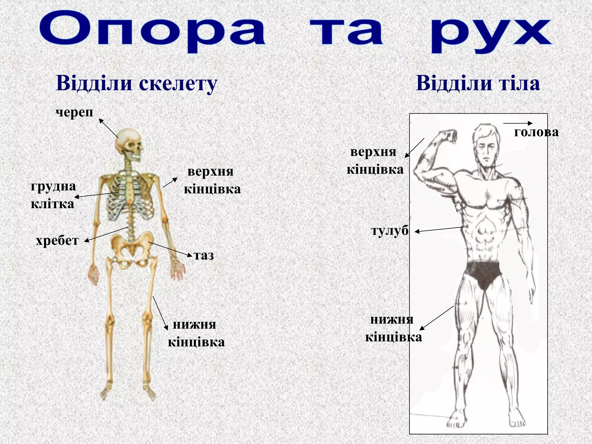 Відділи скелету Відділи тіла 
череп 
хребет 
верхня 
кінцівка 
таз 
грудна 
клітка 
нижня 
кінцівка 
верхня 
кінцівка 
тулуб 
голова 
нижня 
кінцівка 
 