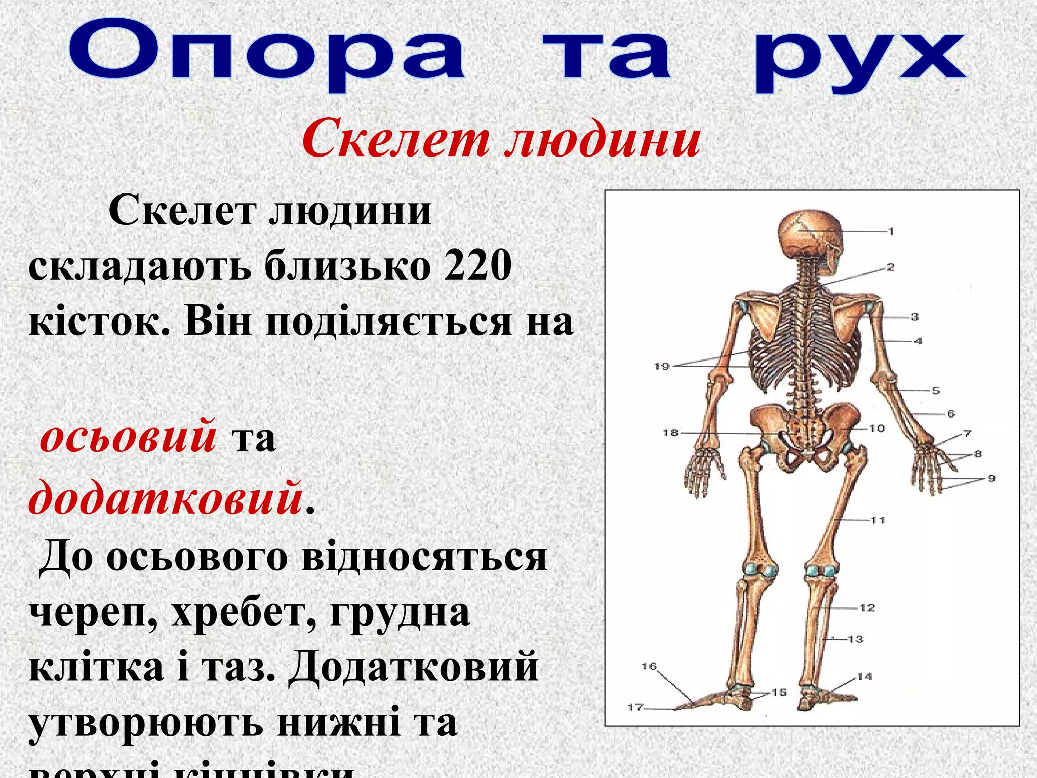 Скелет людини 
Скелет людини 
складають близько 220 
кісток. Він поділяється на 
осьовий та 
додатковий. 
До осьового відносяться 
череп, хребет, грудна 
клітка і таз. Додатковий 
утворюють нижні та 
верхні кінцівки. 
 