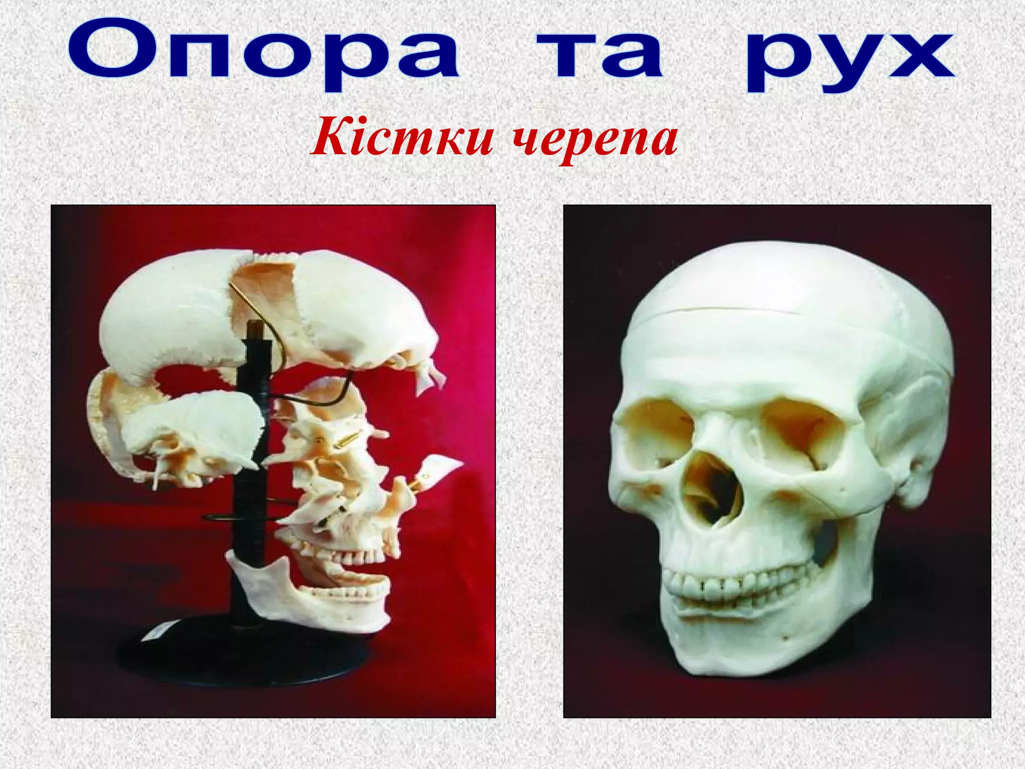 Кістки черепа 
 