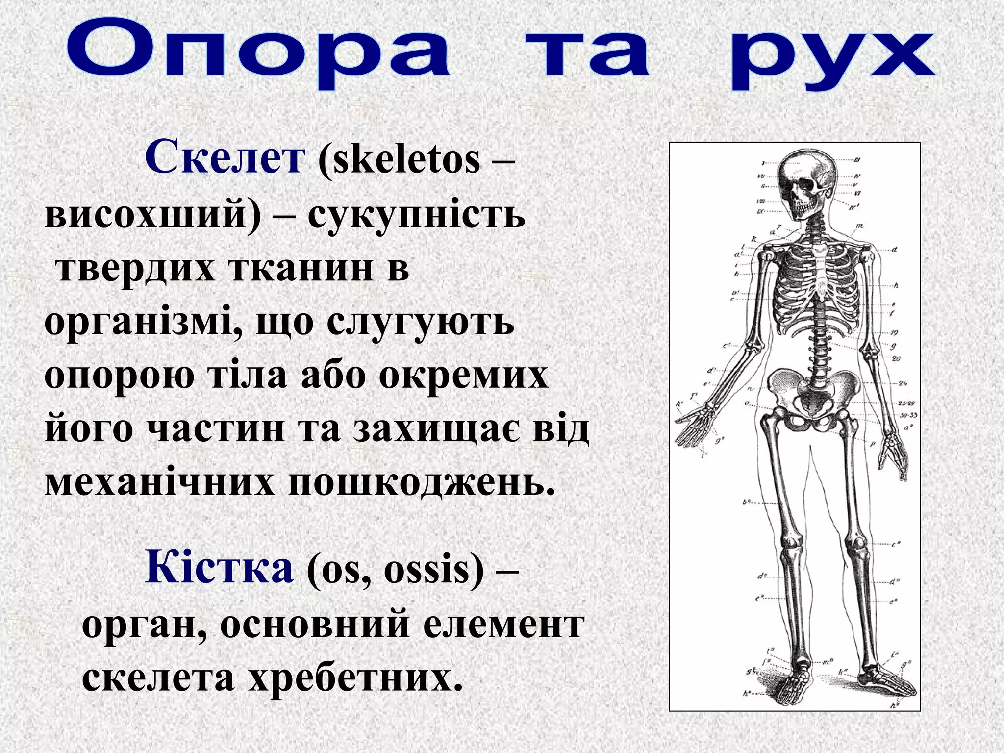 Скелет (skeletos – 
висохший) – сукупність 
твердих тканин в 
організмі, що слугують 
опорою тіла або окремих 
його частин та захищає від 
механічних пошкоджень. 
Кістка (os, ossis) – 
орган, основний елемент 
скелета хребетних. 
 