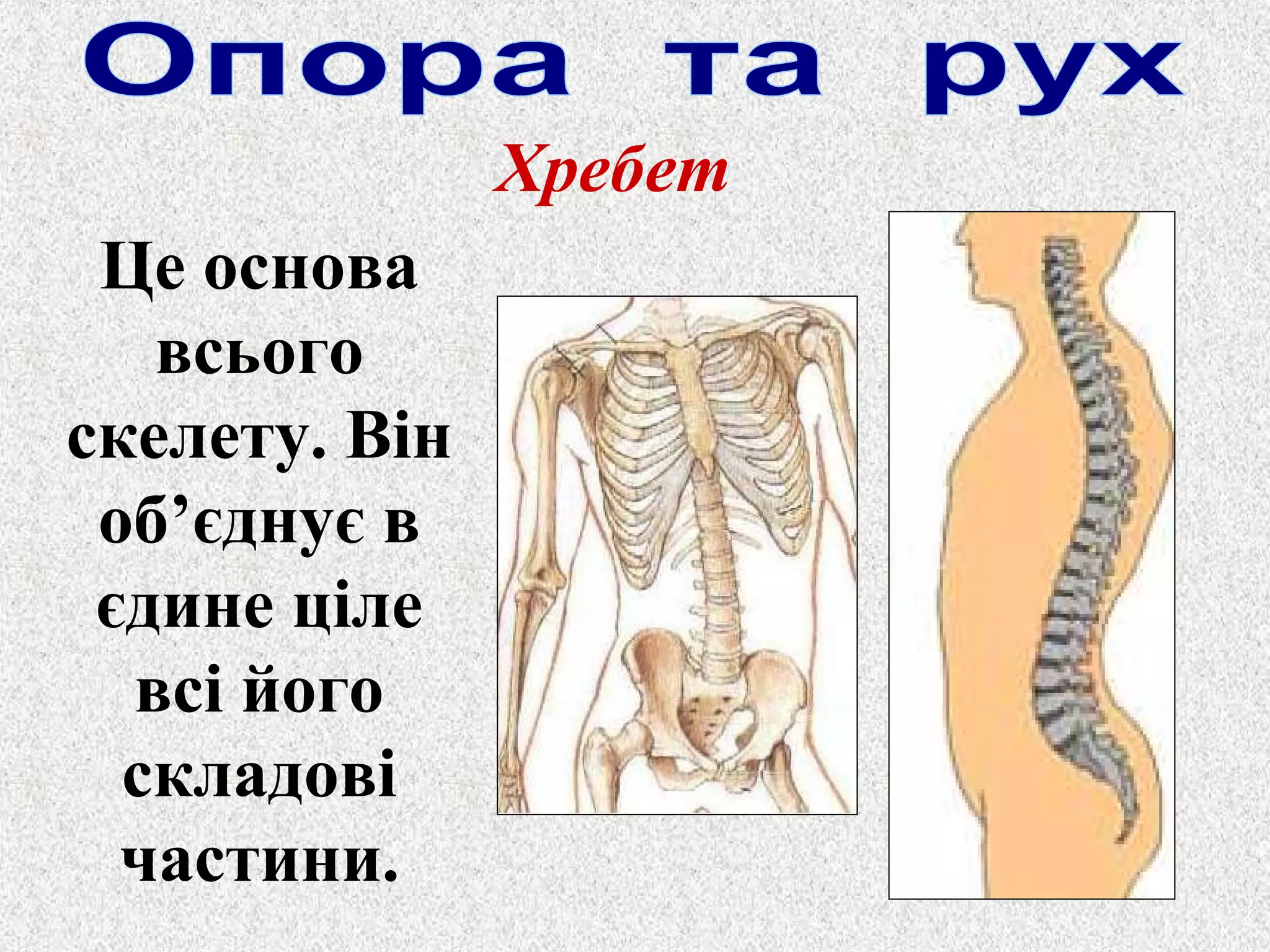 Хребет 
Це основа 
всього 
скелету. Він 
об’єднує в 
єдине ціле 
всі його 
складові 
частини. 
 