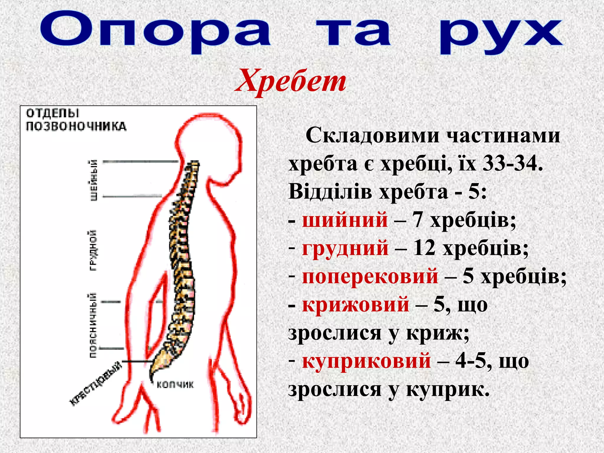 Хребет 
Складовими частинами 
хребта є хребці, їх 33-34. 
Відділів хребта - 5: 
- шийний – 7 хребців; 
- грудний – 12 хребців; 
- поперековий – 5 хребців; 
- крижовий – 5, що 
зрослися у криж; 
- куприковий – 4-5, що 
зрослися у куприк. 
 