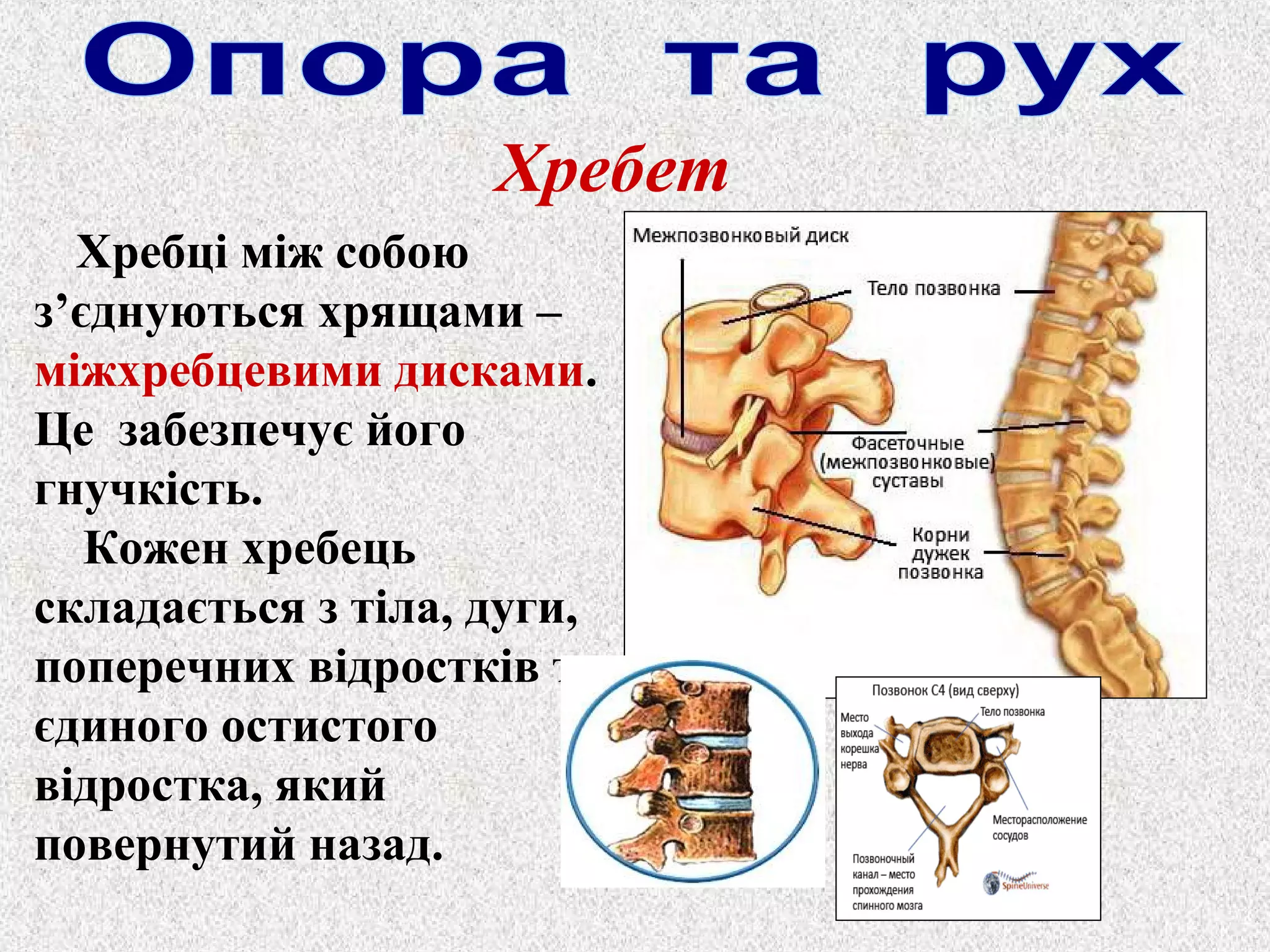 Хребет 
Хребці між собою 
з’єднуються хрящами – 
міжхребцевими дисками. 
Це забезпечує його 
гнучкість. 
Кожен хребець 
складається з тіла, дуги, 
поперечних відростків та 
єдиного остистого 
відростка, який 
повернутий назад. 
 