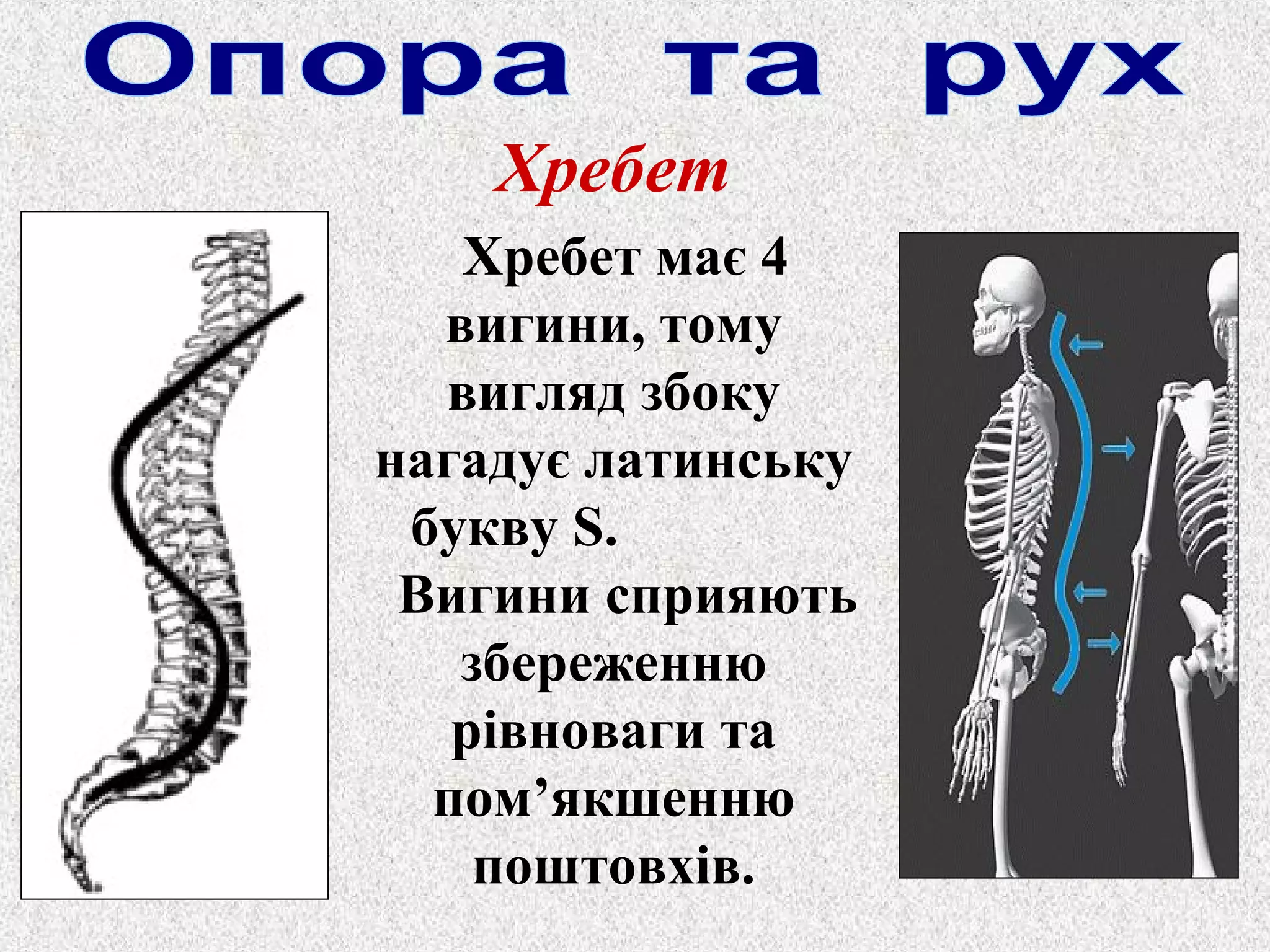 Хребет 
Хребет має 4 
вигини, тому 
вигляд збоку 
нагадує латинську 
букву S. 
Вигини сприяють 
збереженню 
рівноваги та 
пом’якшенню 
поштовхів. 
 