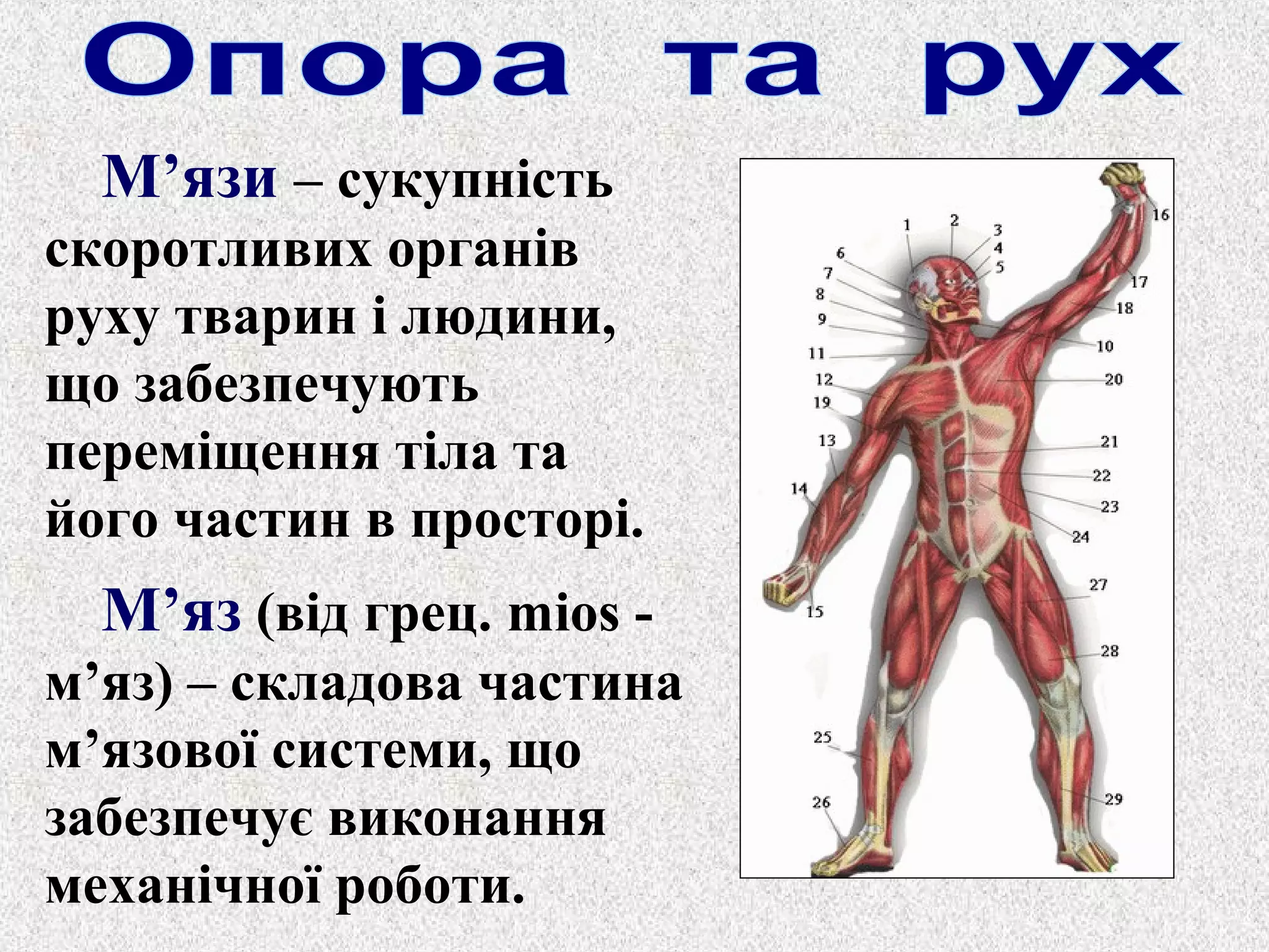 М’язи – сукупність 
скоротливих органів 
руху тварин і людини, 
що забезпечують 
переміщення тіла та 
його частин в просторі. 
М’яз (від грец. mios - 
м’яз) – складова частина 
м’язової системи, що 
забезпечує виконання 
механічної роботи. 
 