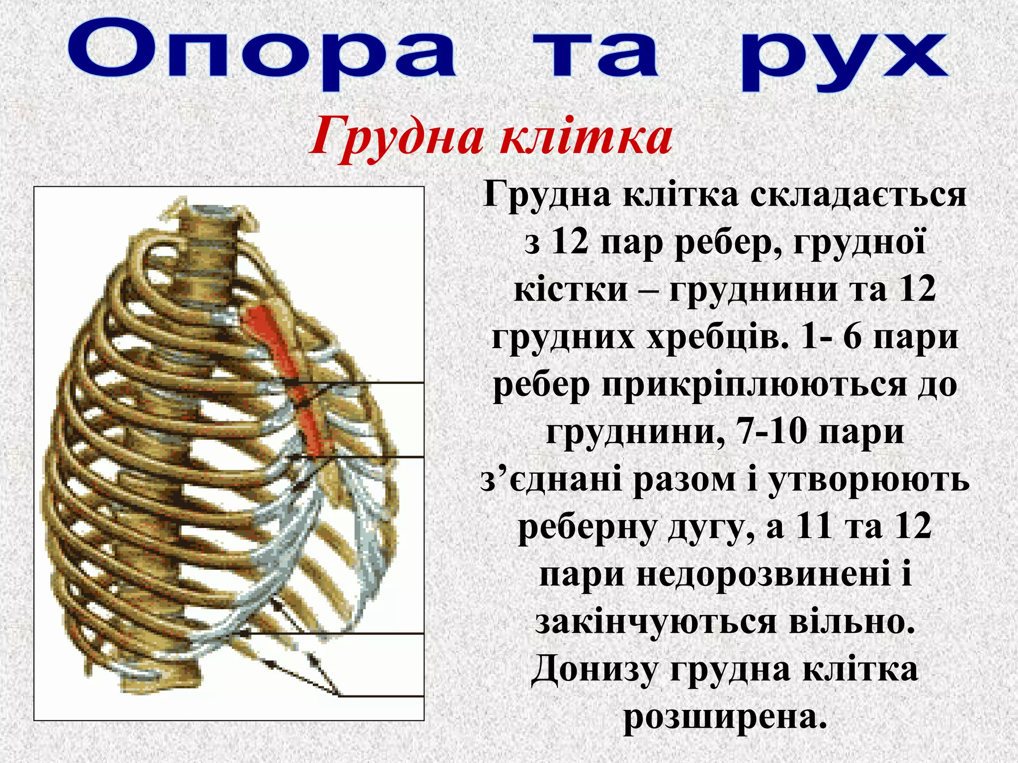 Грудна клітка 
Грудна клітка складається 
з 12 пар ребер, грудної 
кістки – груднини та 12 
грудних хребців. 1- 6 пари 
ребер прикріплюються до 
груднини, 7-10 пари 
з’єднані разом і утворюють 
реберну дугу, а 11 та 12 
пари недорозвинені і 
закінчуються вільно. 
Донизу грудна клітка 
розширена. 
 