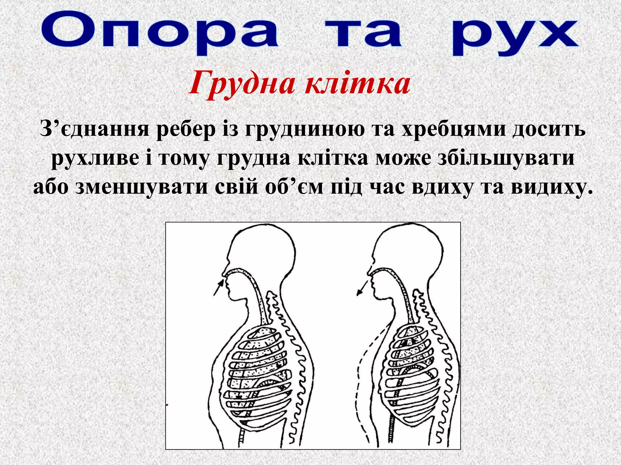 Грудна клітка 
З’єднання ребер із грудниною та хребцями досить 
рухливе і тому грудна клітка може збільшувати 
або зменшувати свій об’єм під час вдиху та видиху. 
 