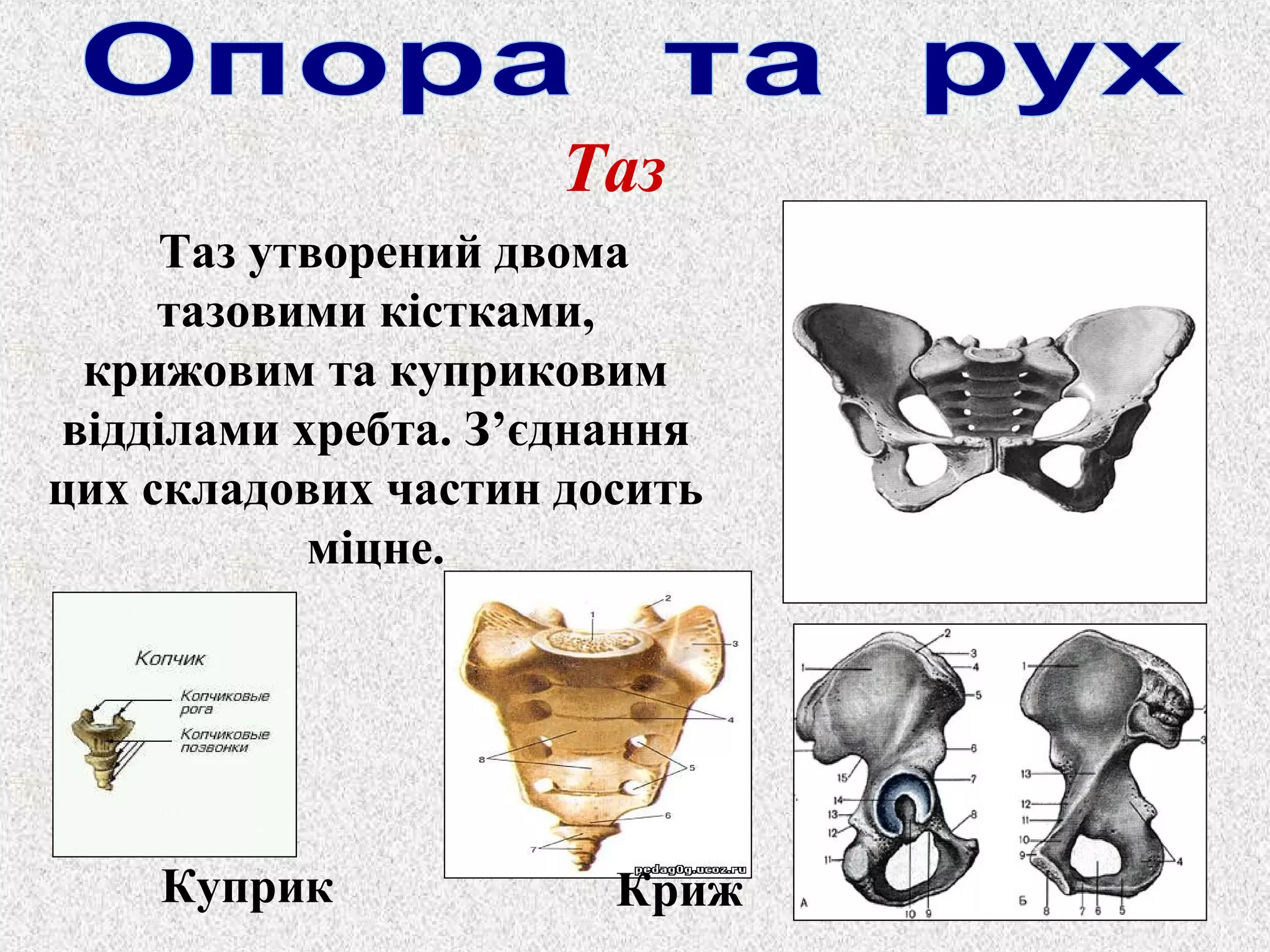 Таз 
Таз утворений двома 
тазовими кістками, 
крижовим та куприковим 
відділами хребта. З’єднання 
цих складових частин досить 
міцне. 
Куприк Криж 
 