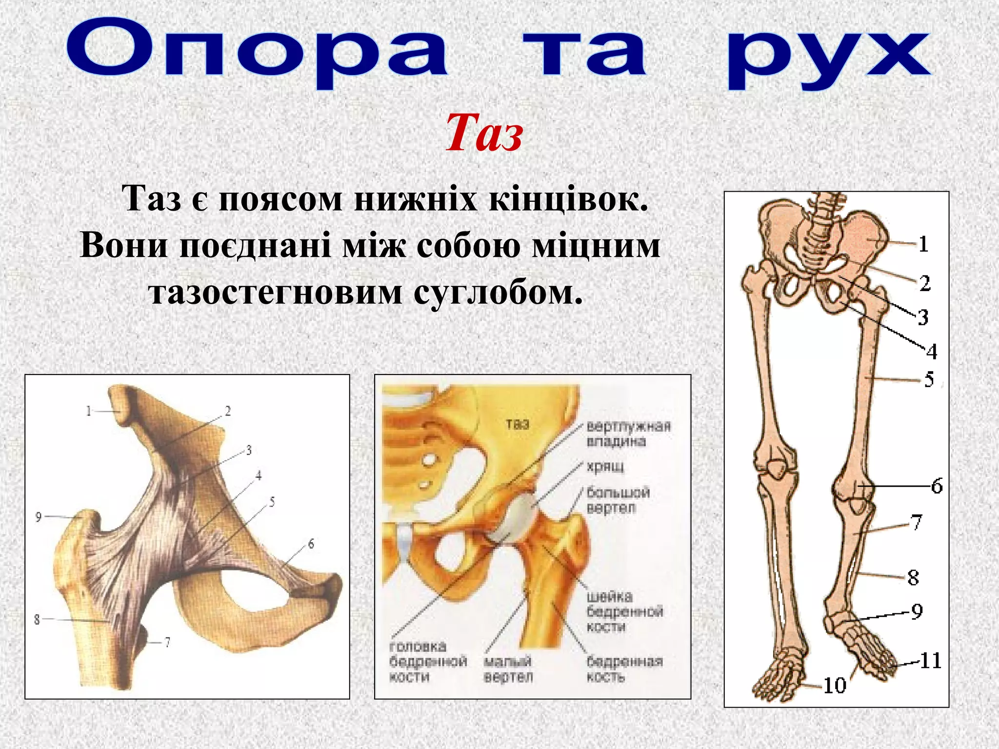Таз 
Таз є поясом нижніх кінцівок. 
Вони поєднані між собою міцним 
тазостегновим суглобом. 
 