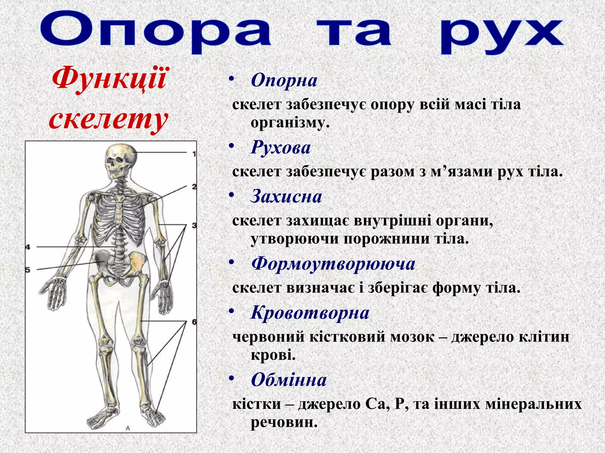 • Опорна 
скелет забезпечує опору всій масі тіла 
організму. 
• Рухова 
скелет забезпечує разом з м’язами рух тіла. 
• Захисна 
скелет захищає внутрішні органи, 
утворюючи порожнини тіла. 
• Формоутворююча 
скелет визначає і зберігає форму тіла. 
• Кровотворна 
червоний кістковий мозок – джерело клітин 
крові. 
• Обмінна 
кістки – джерело Ca, Р, та інших мінеральних 
речовин. 
Функції 
скелету 
 