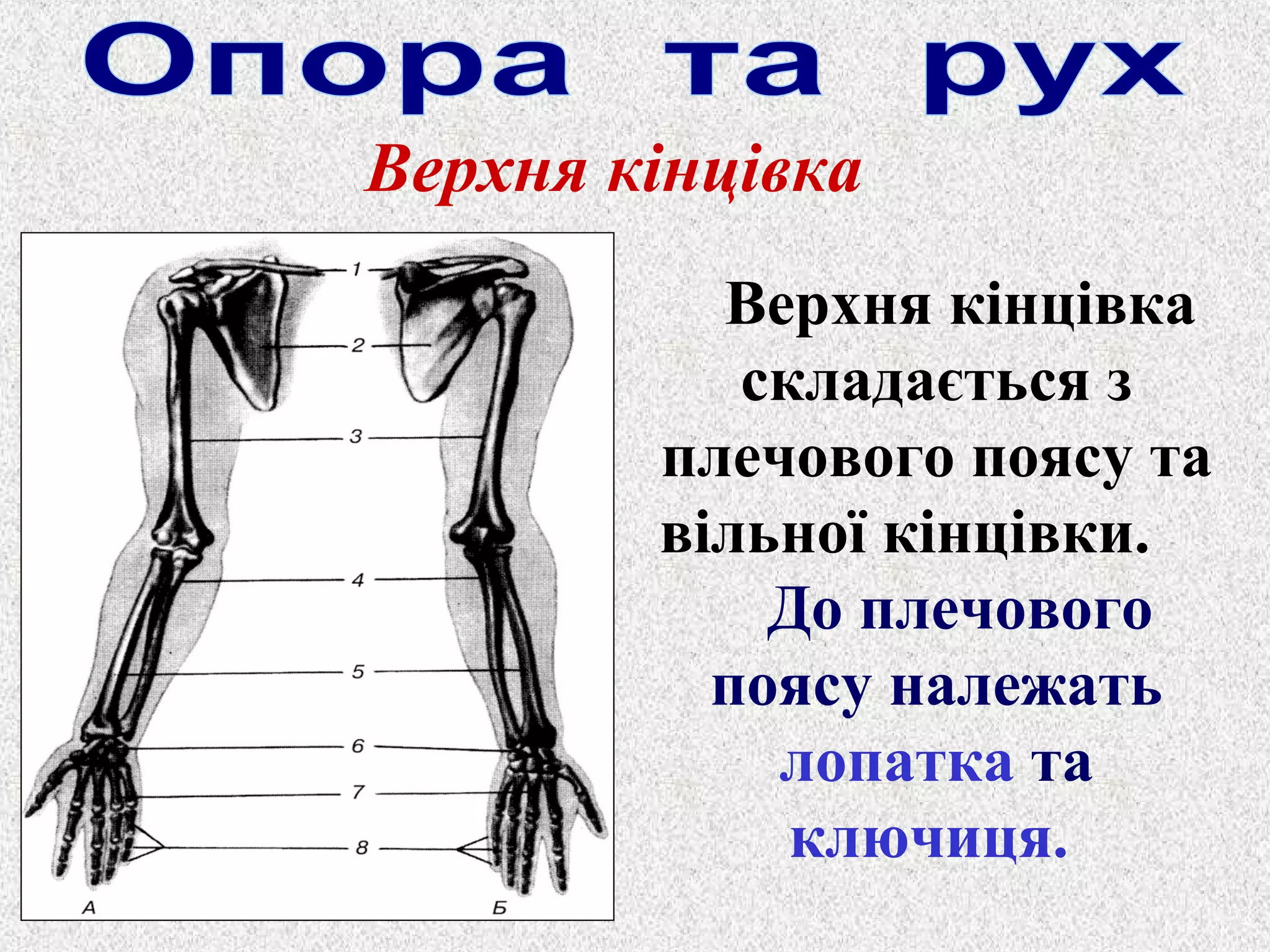 Верхня кінцівка 
Верхня кінцівка 
складається з 
плечового поясу та 
вільної кінцівки. 
До плечового 
поясу належать 
лопатка та 
ключиця. 
 