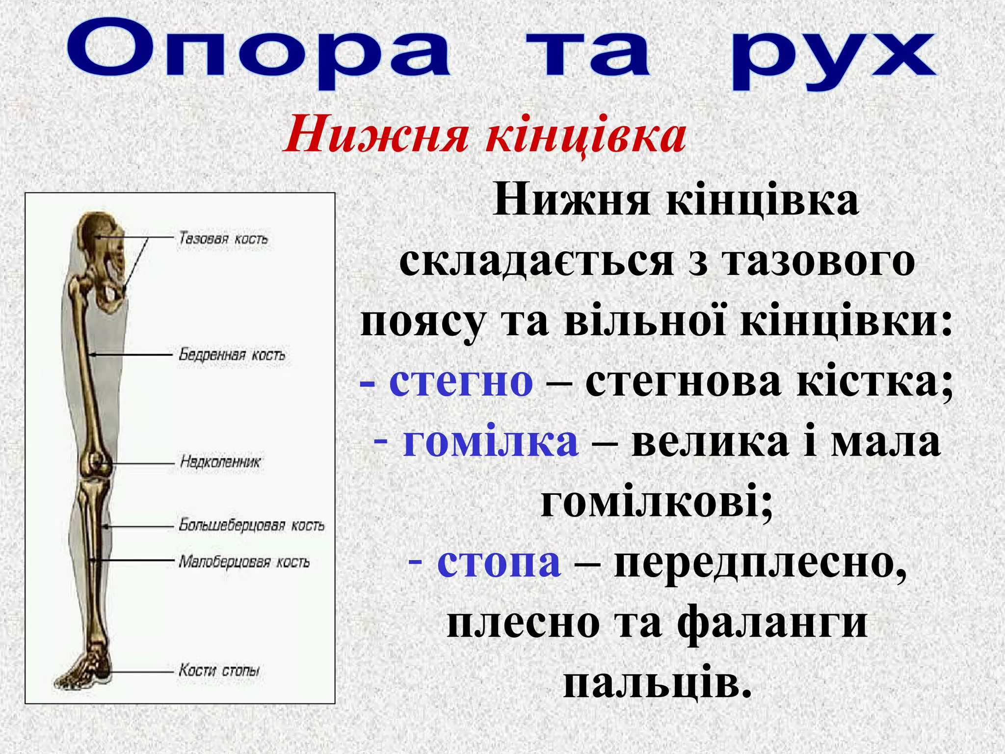 Нижня кінцівка 
Нижня кінцівка 
складається з тазового 
поясу та вільної кінцівки: 
- стегно – стегнова кістка; 
- гомілка – велика і мала 
гомілкові; 
- стопа – передплесно, 
плесно та фаланги 
пальців. 
 