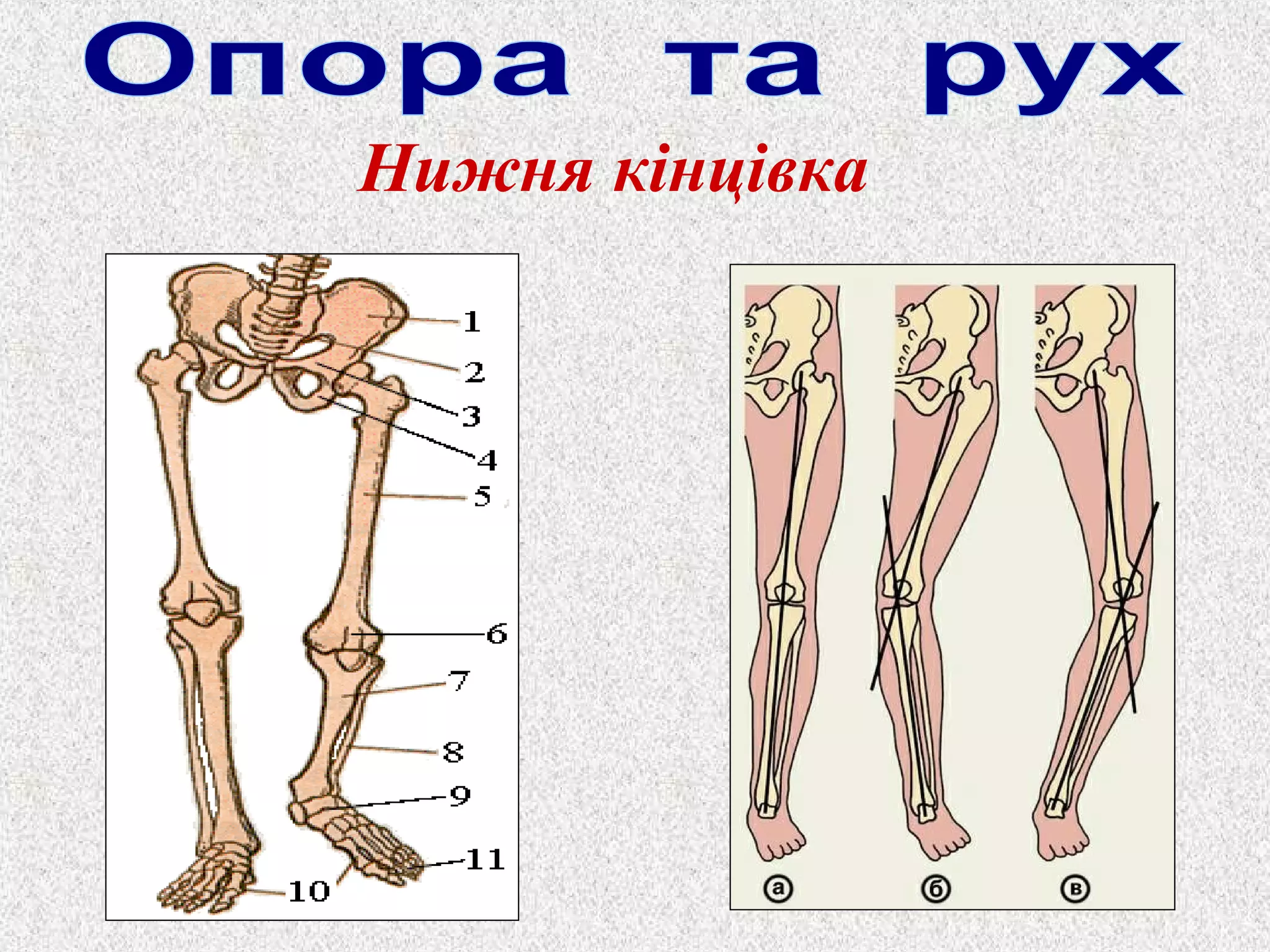 Нижня кінцівка 
 