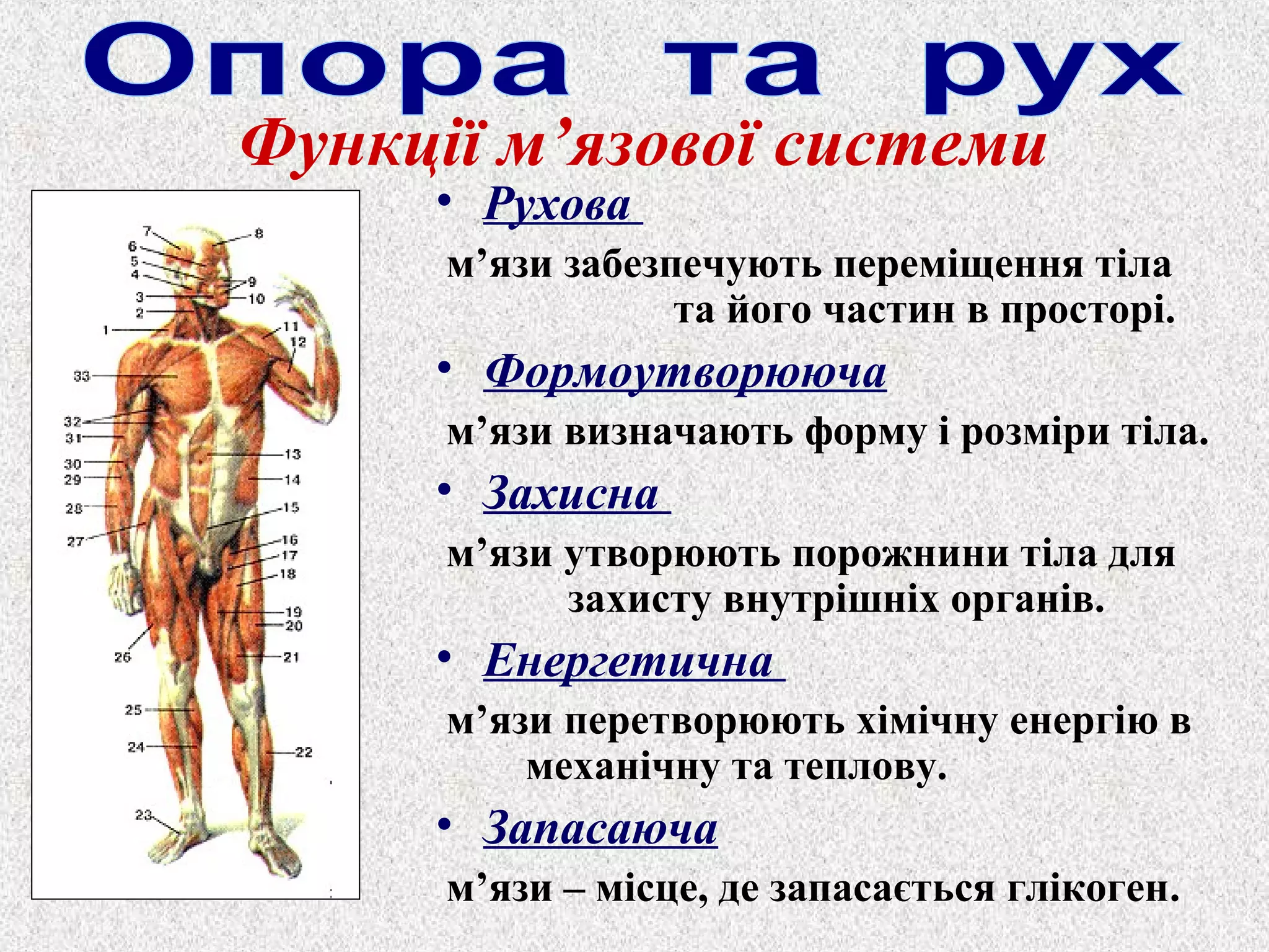 Функції м’язової системи 
• Рухова 
м’язи забезпечують переміщення тіла 
та його частин в просторі. 
• Формоутворююча 
м’язи визначають форму і розміри тіла. 
• Захисна 
м’язи утворюють порожнини тіла для 
захисту внутрішніх органів. 
• Енергетична 
м’язи перетворюють хімічну енергію в 
механічну та теплову. 
• Запасаюча 
м’язи – місце, де запасається глікоген. 
 