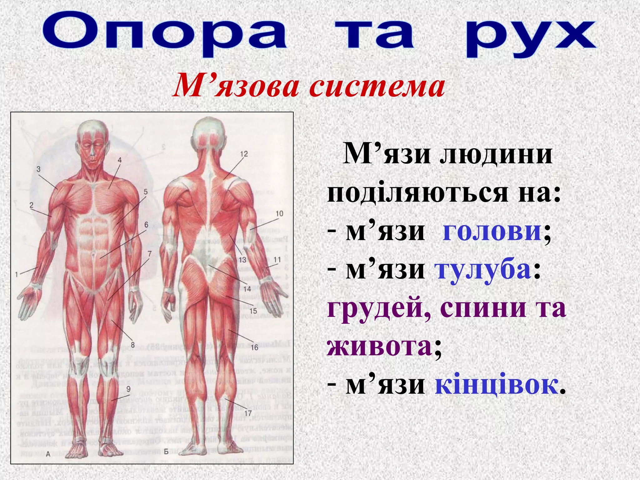 М’язова система 
М’язи людини 
поділяються на: 
- м’язи голови; 
- м’язи тулуба: 
грудей, спини та 
живота; 
- м’язи кінцівок. 
 